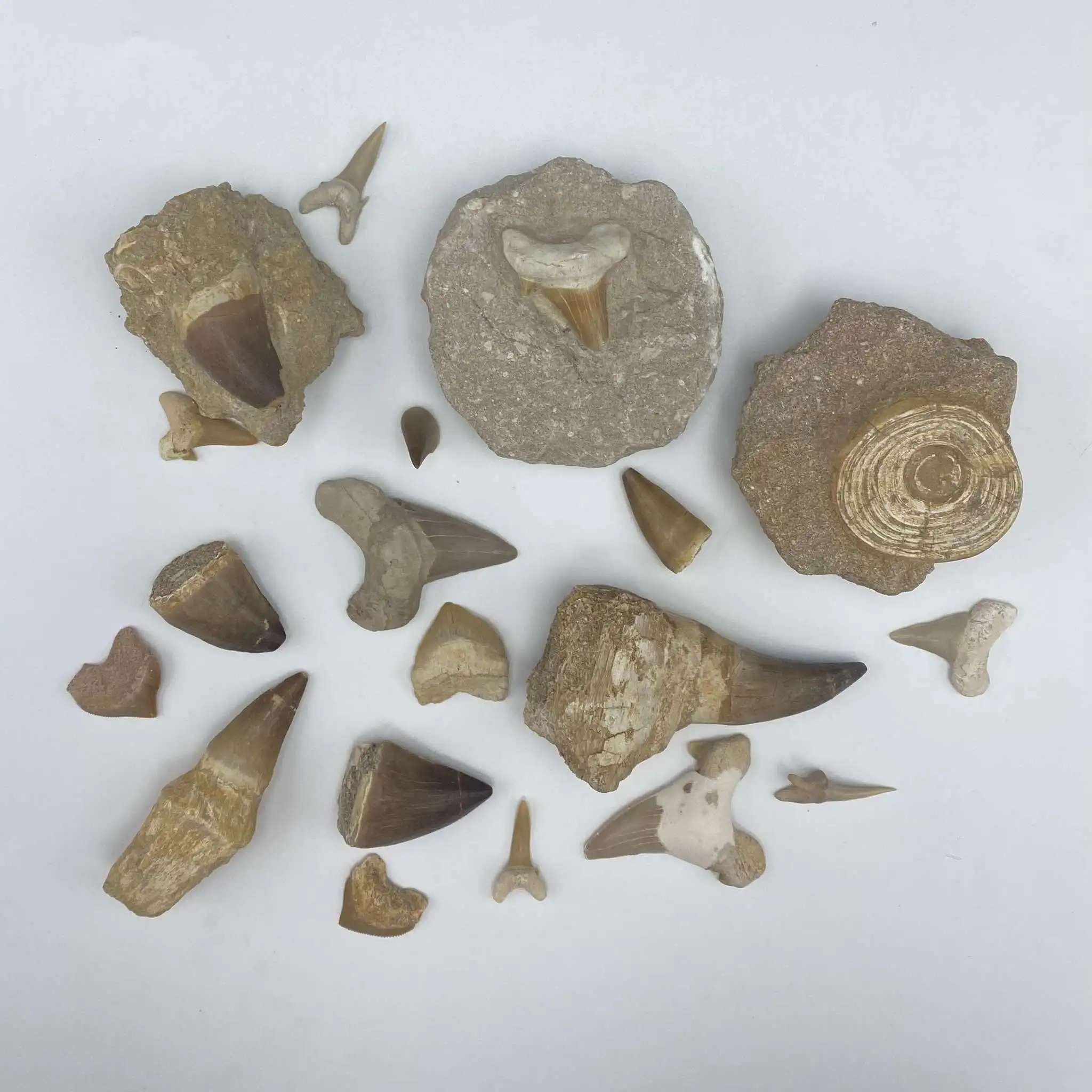 Mosasaur & Shark Teeth morocco